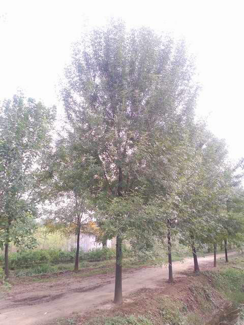 白蜡树